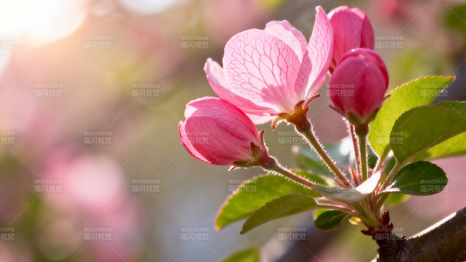 春日粉花迎暖阳图片