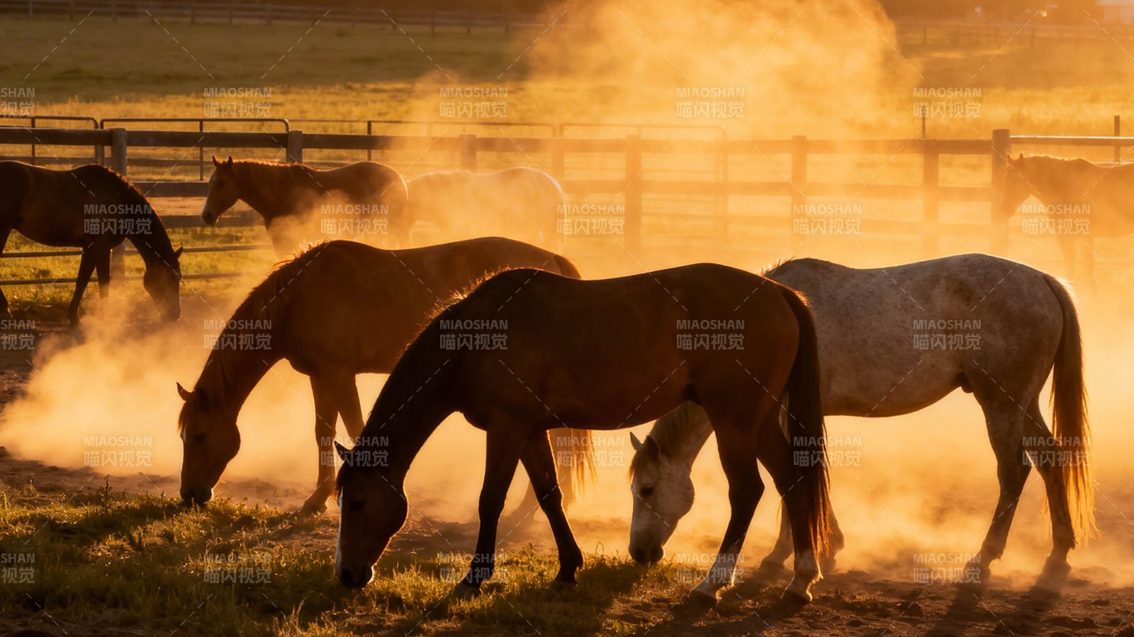 晨雾牧马 金辉踏尘行图片