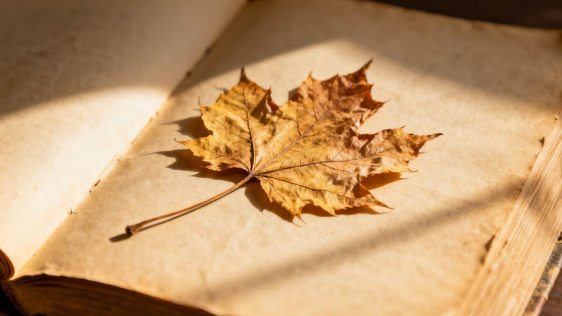 秋叶静卧书页间图片