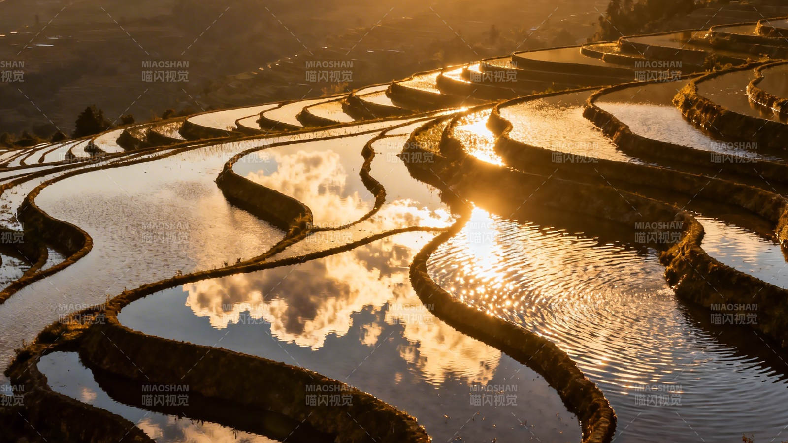 梯田映霞 金波荡漾图片