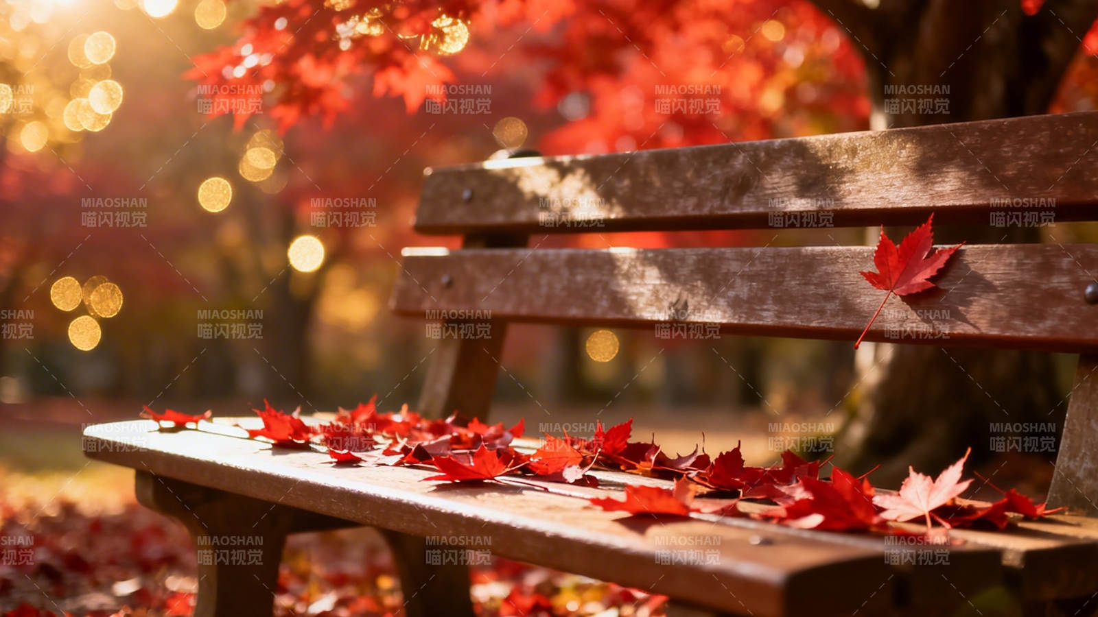 秋叶满凳 暖阳映红枫图片