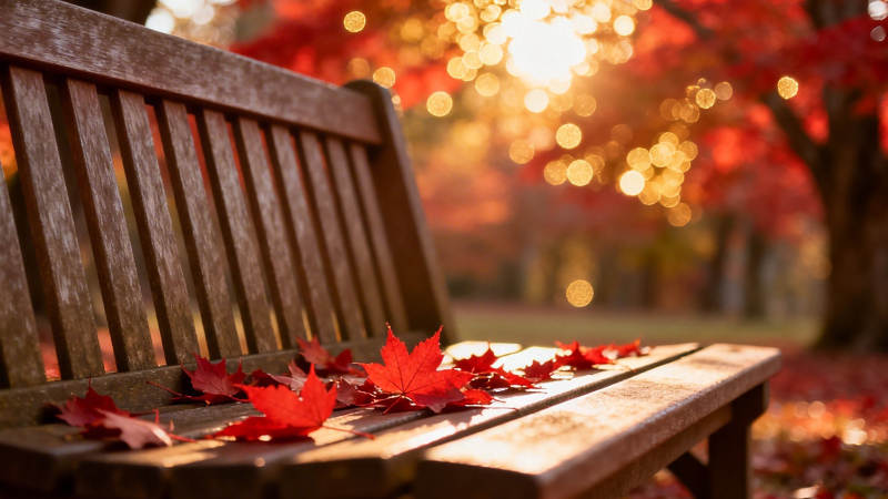 秋阳红叶伴长椅图片