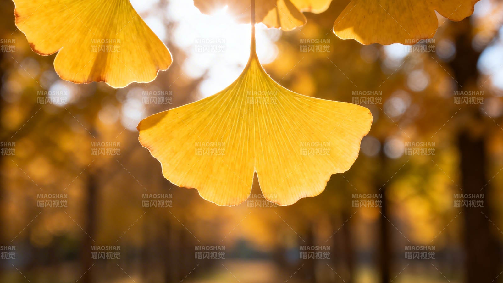 秋日银杏 金光映暖阳图片