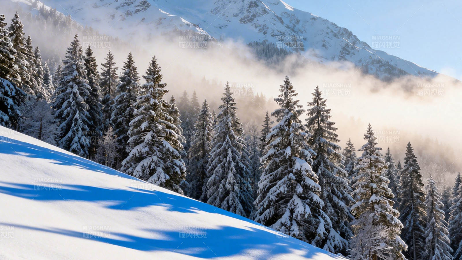 雪覆松林 雾绕雪山图片