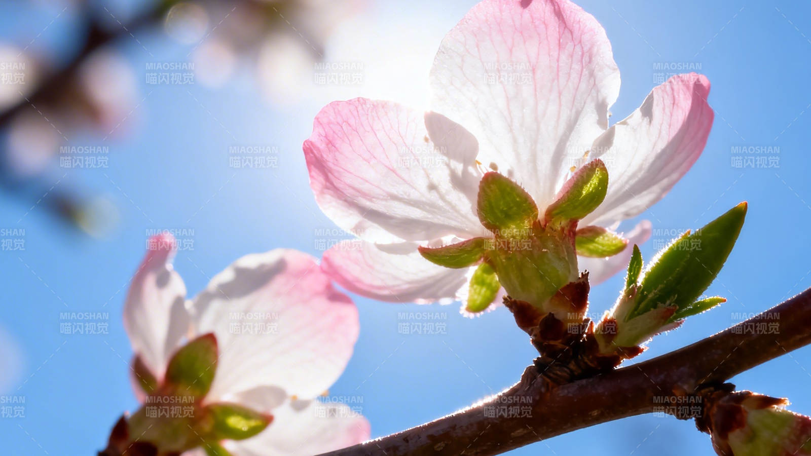 春日桃花映蓝天图片