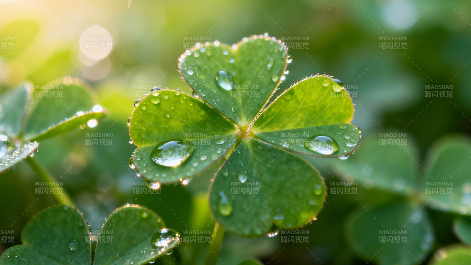 晨露四叶草 清新自然美图片