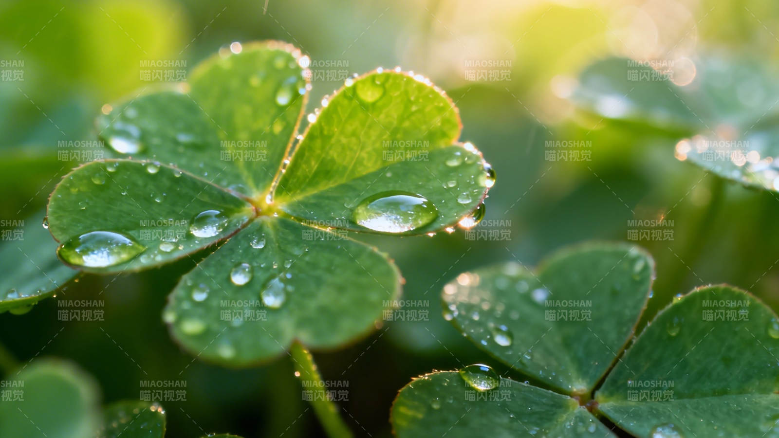 露珠四叶草 晨光映绿意图片