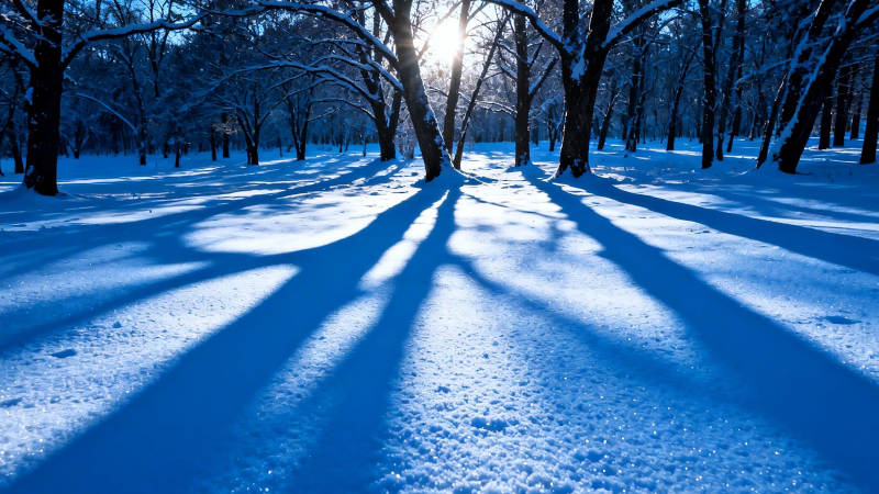 雪林晨光 树影如诗图片