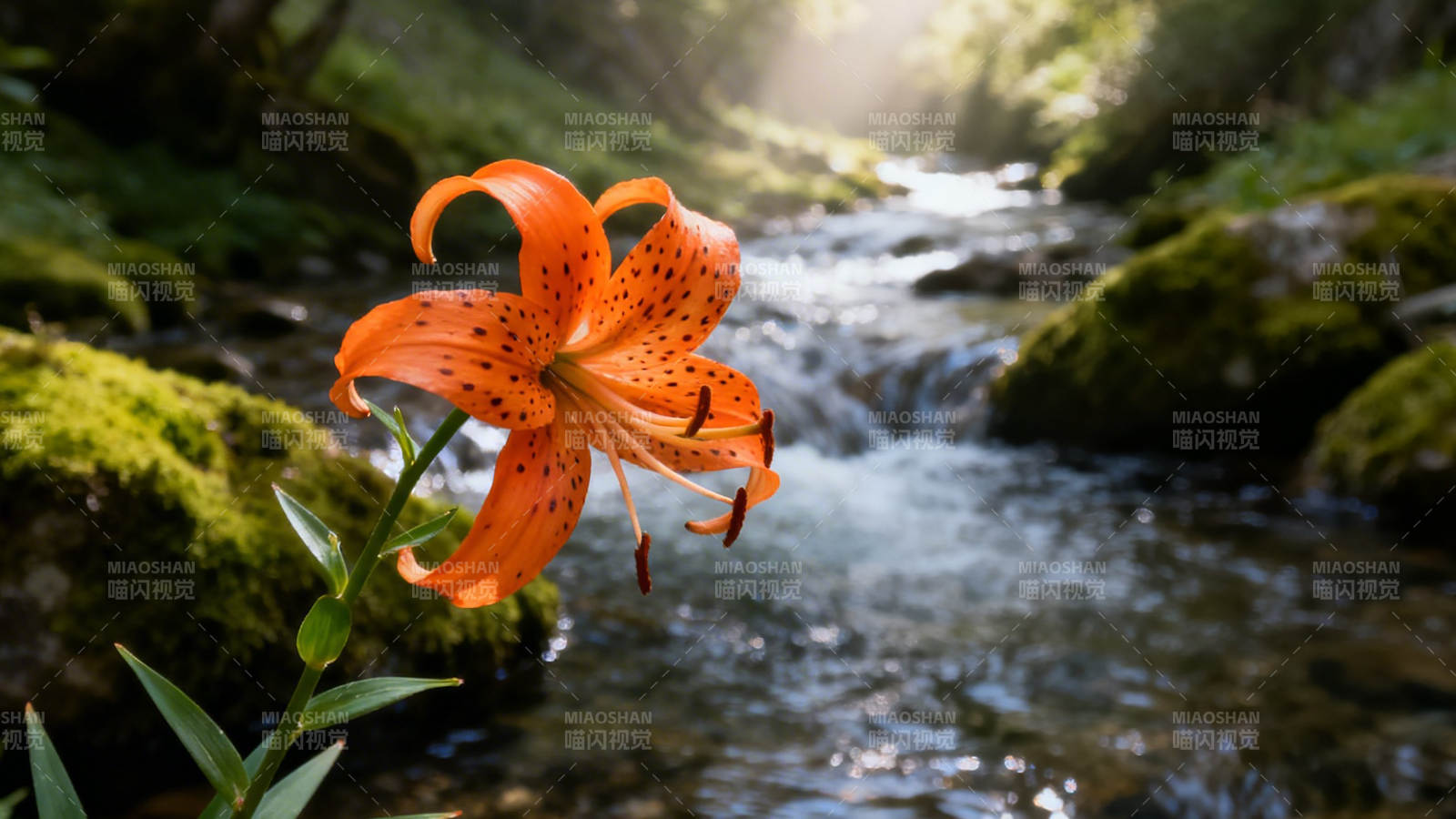 溪畔橙百合 晨光映流水图片