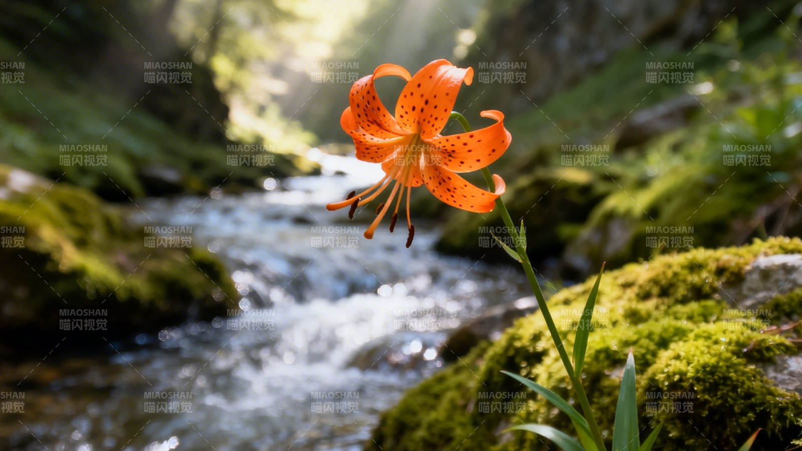 溪畔橙百合 静水流深映花影图片