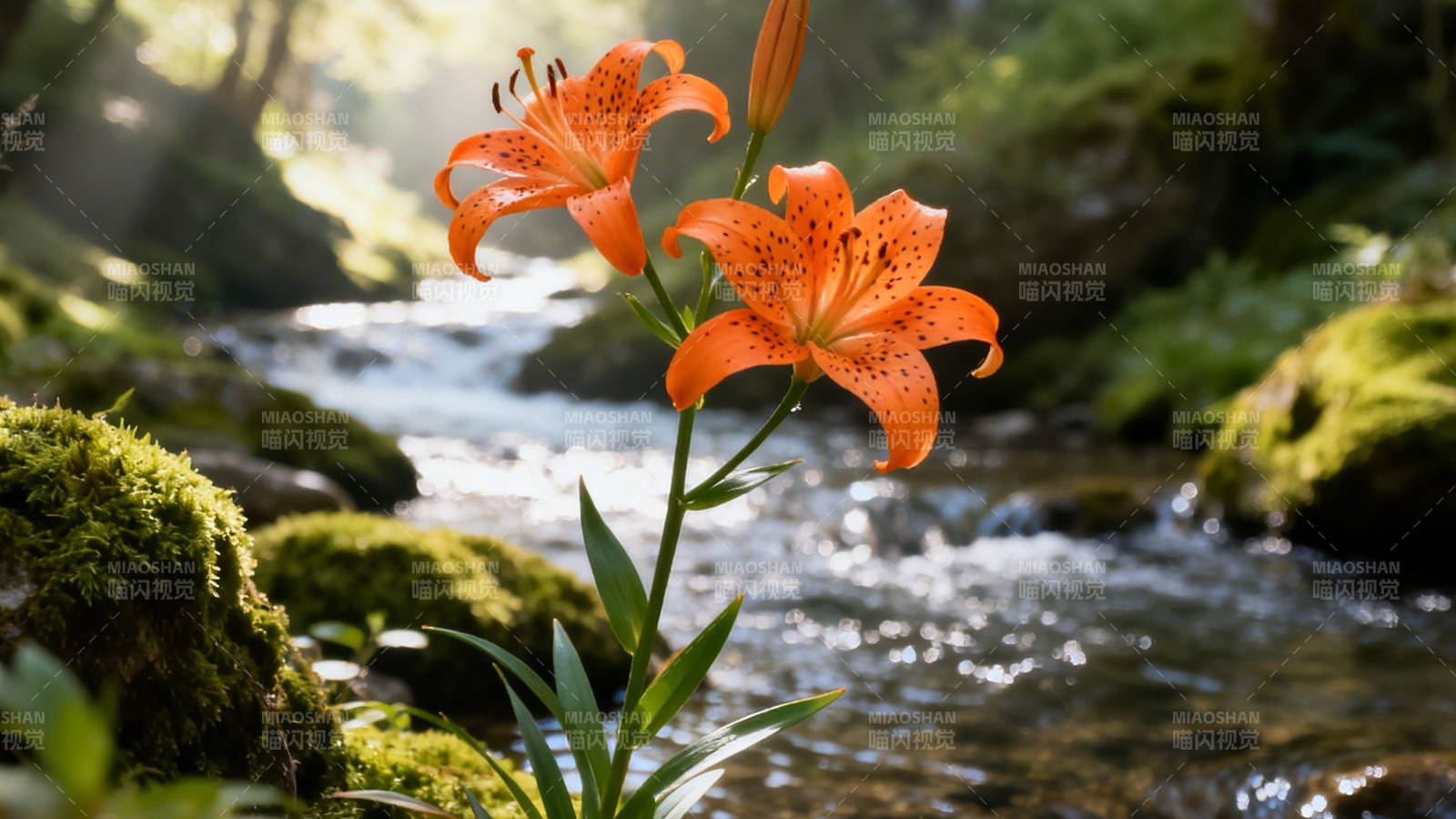 溪畔橙百合 光影映清流图片