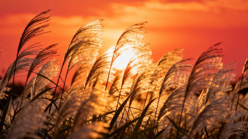 夕阳芦苇舞金辉图片