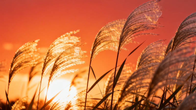 夕阳芦苇 金辉摇曳图片