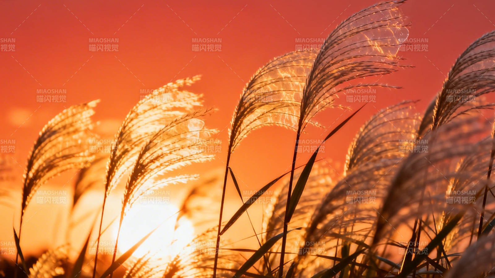 夕阳芦苇 金辉摇曳图片