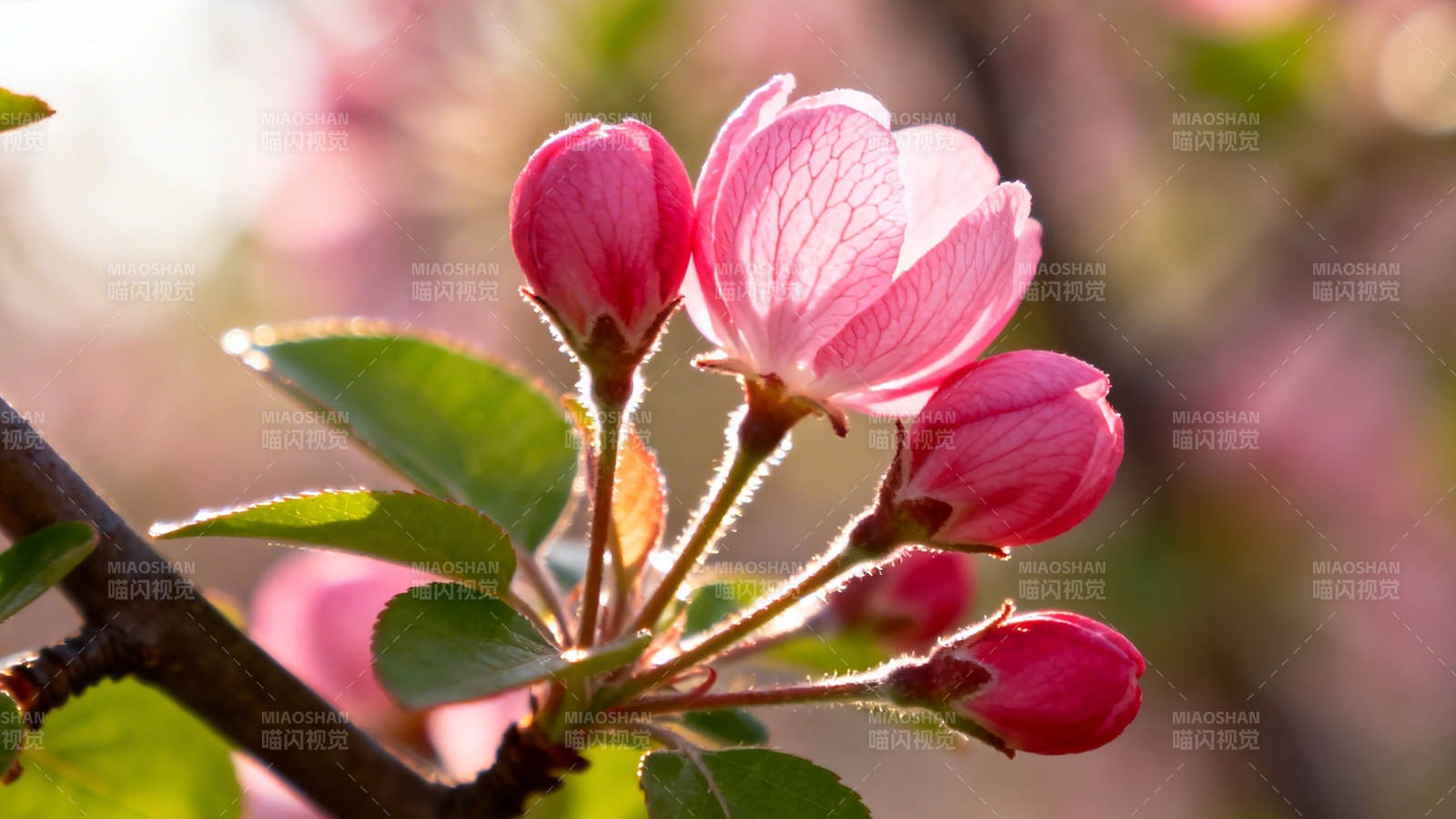 春日粉花绽放枝头图片