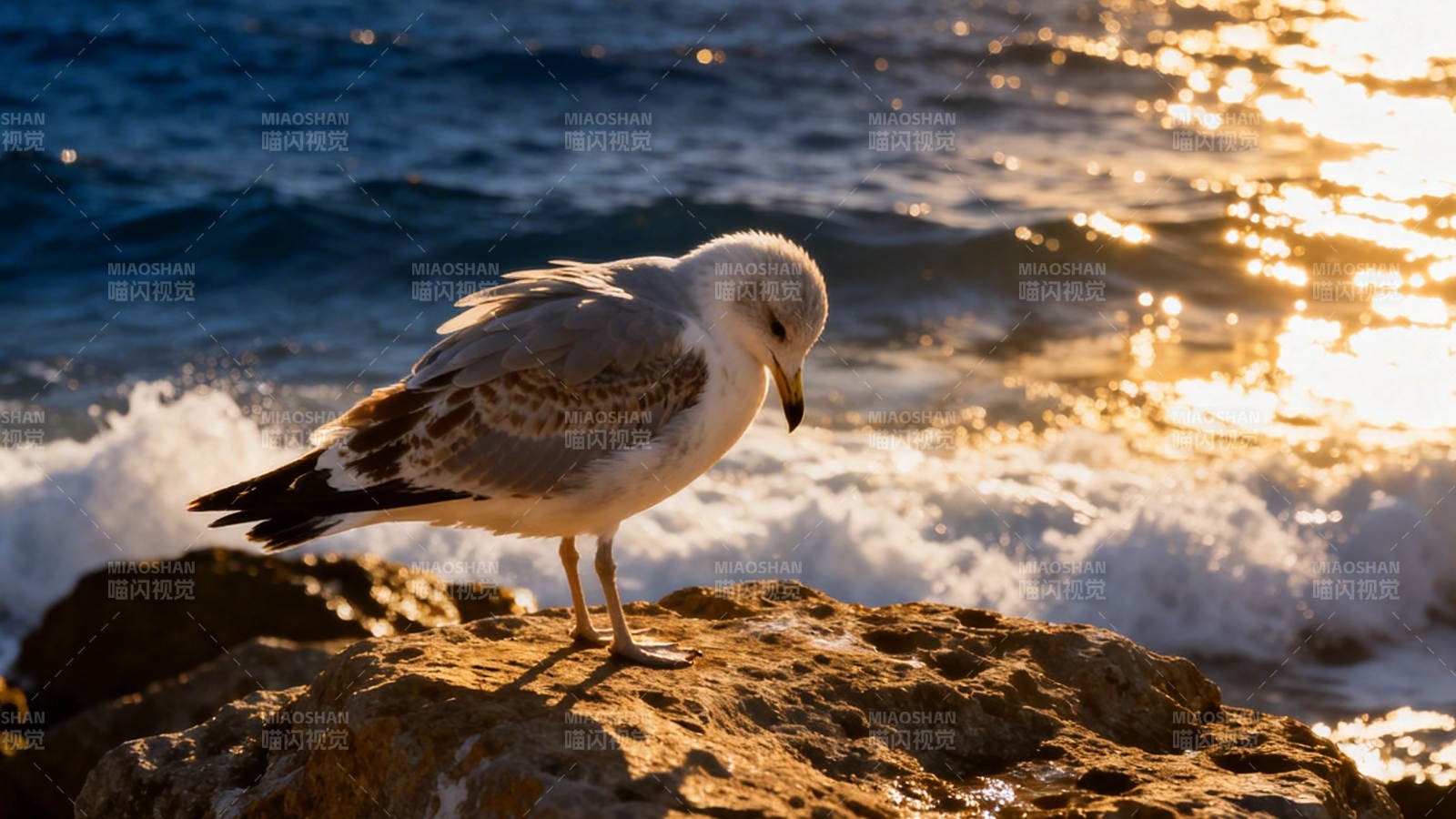 海鸥立岩 夕照波光图片