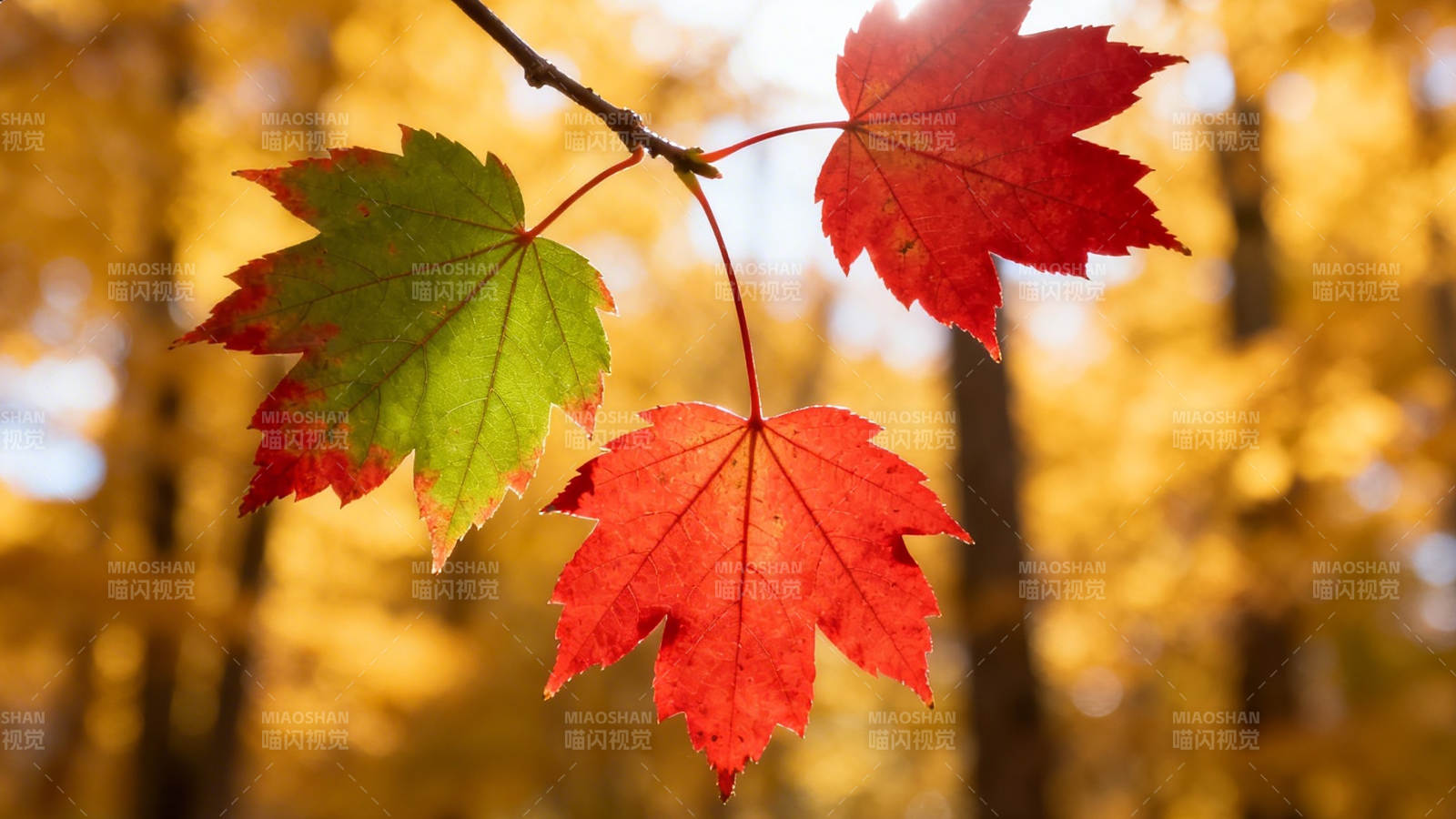 秋叶红绿映金黄图片