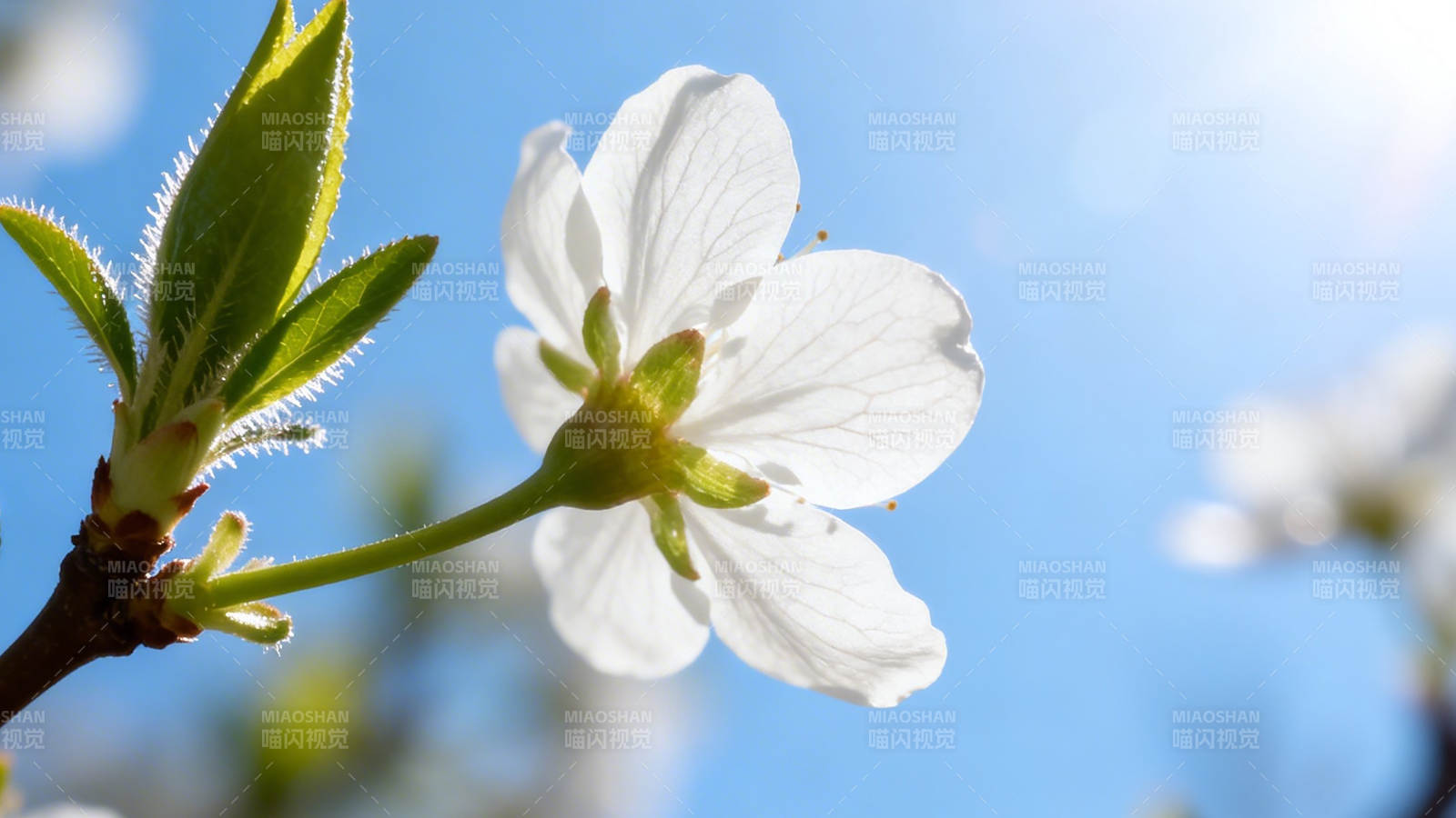 春日白花映蓝天图片