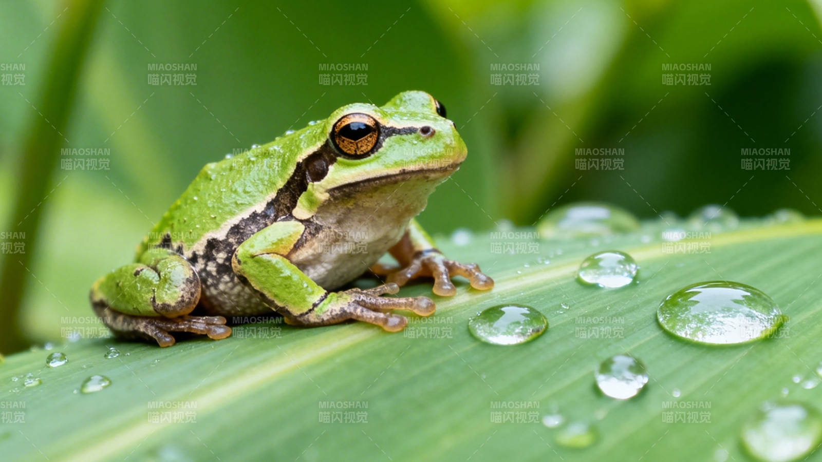 绿叶蛙影 露珠晶莹图片