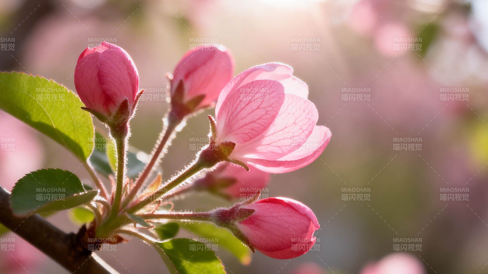 春日粉花映暖阳图片