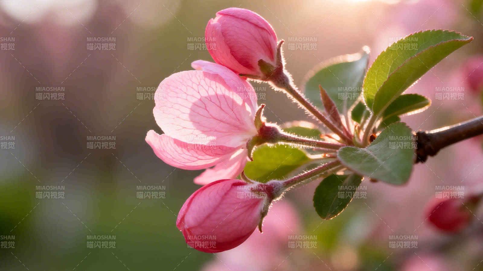 春日粉花初绽 暖阳轻抚枝头图片