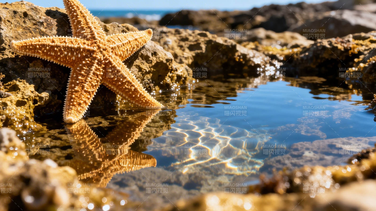 海星静卧潮池 倒影如画图片