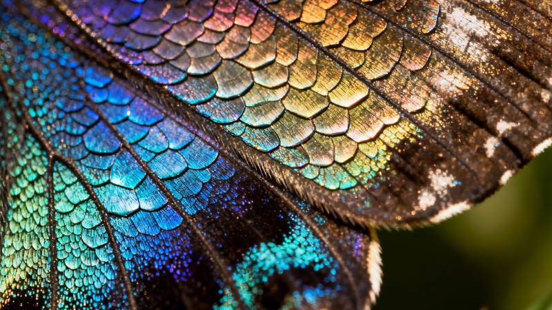 蝶翼鳞光 彩虹幻境图片