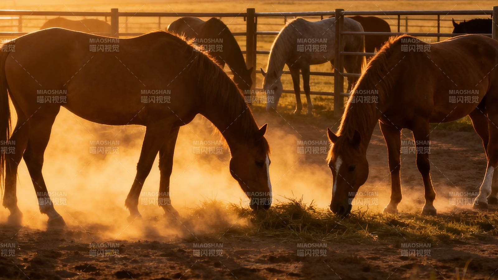 晨雾中马群低头吃草图片