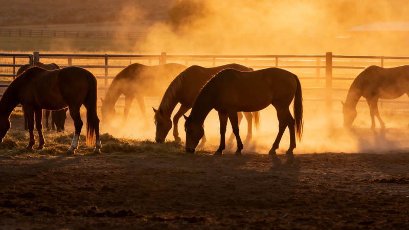 晨雾中马群觅食剪影图片