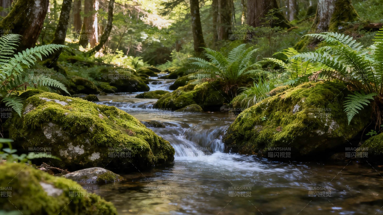苔溪穿林 蕨影潺潺图片