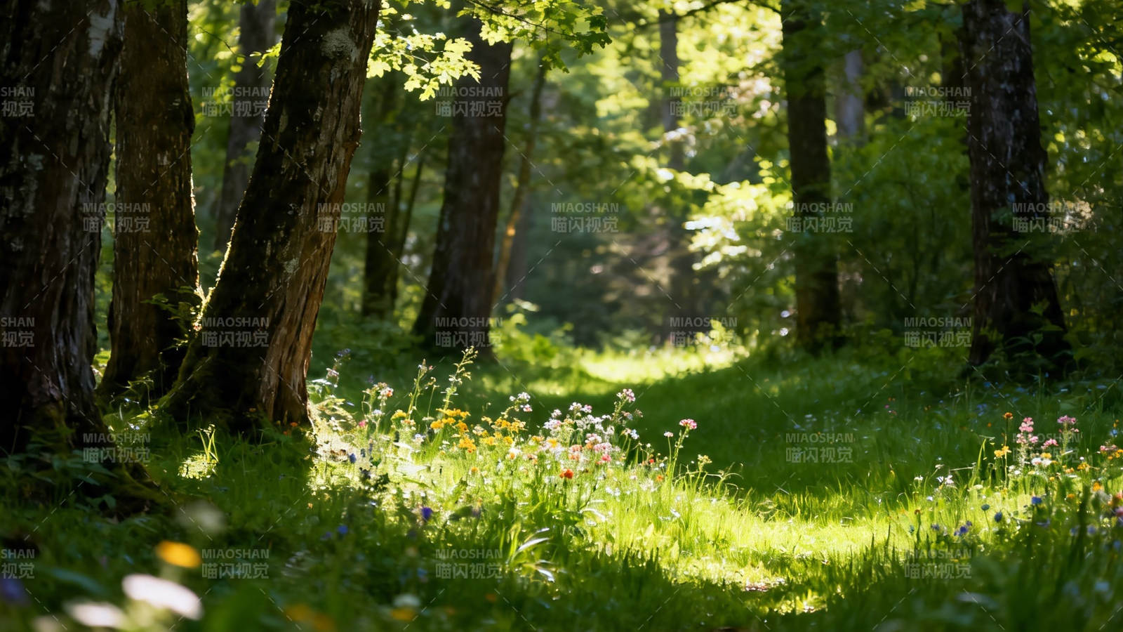 林间小径 花影斑驳图片