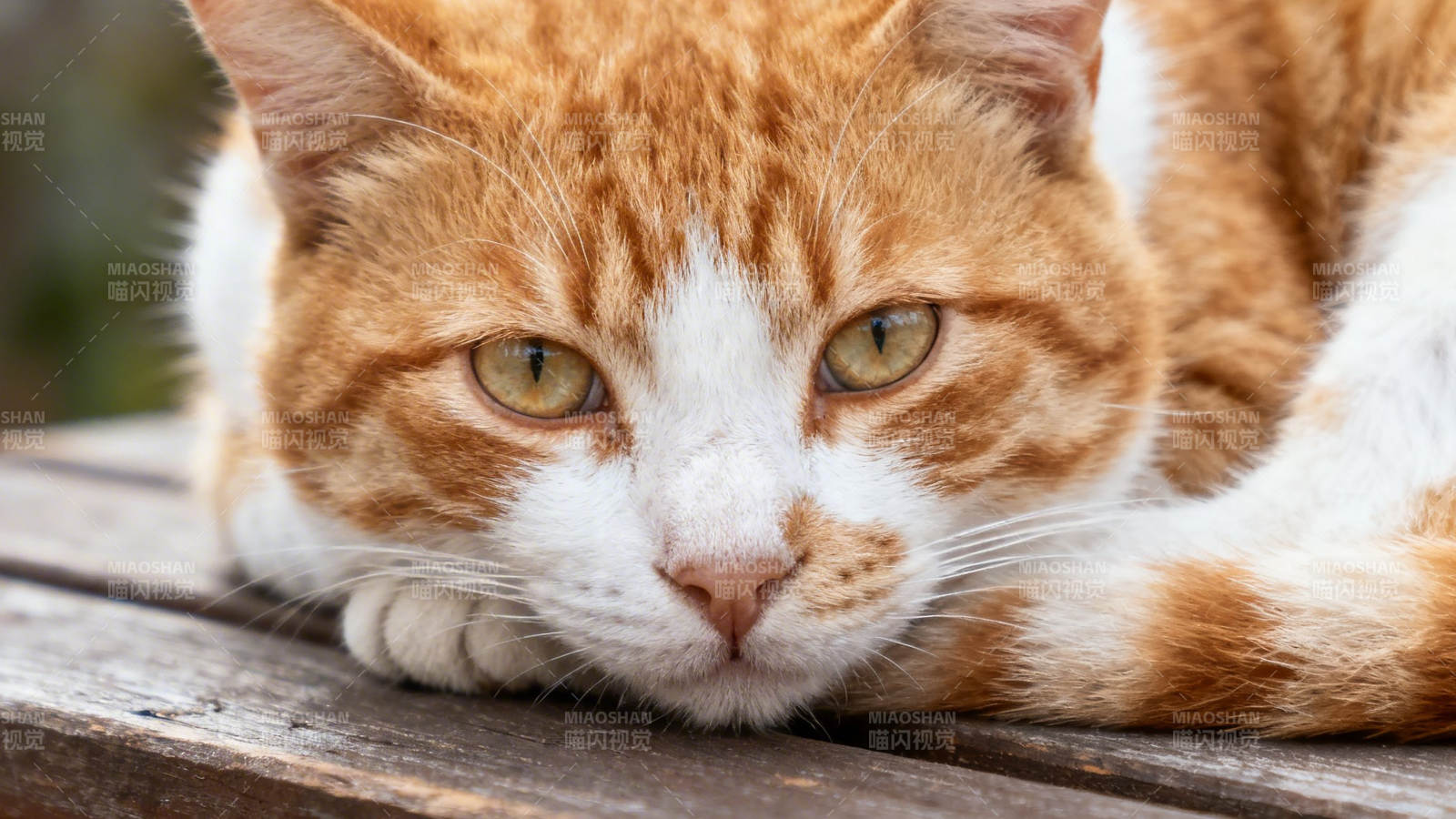 橘白猫卧木凳 眼神慵懒图片