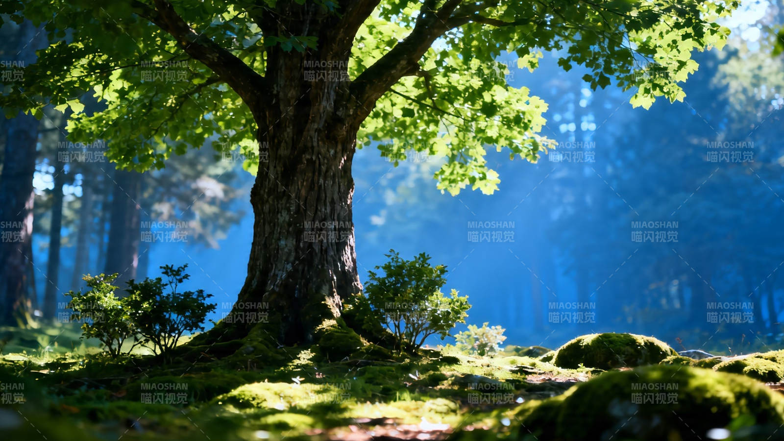 古木参天 林间光影斑驳图片