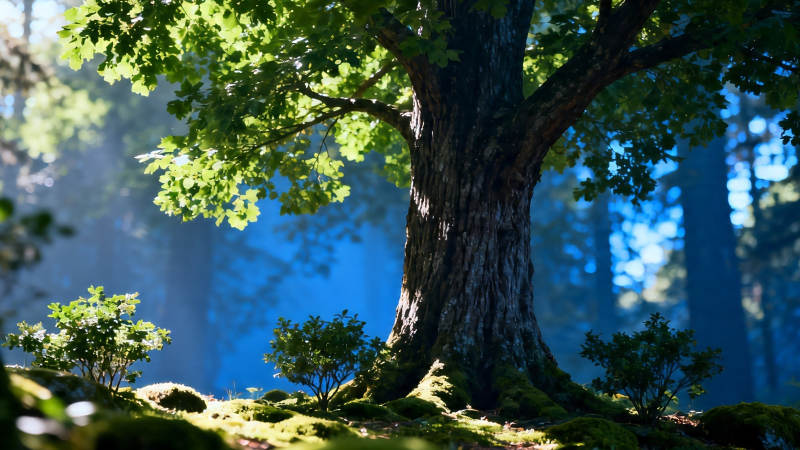 古木参天 林间晨光静谧图片