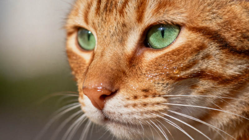 绿眸橘猫 凝视远方图片