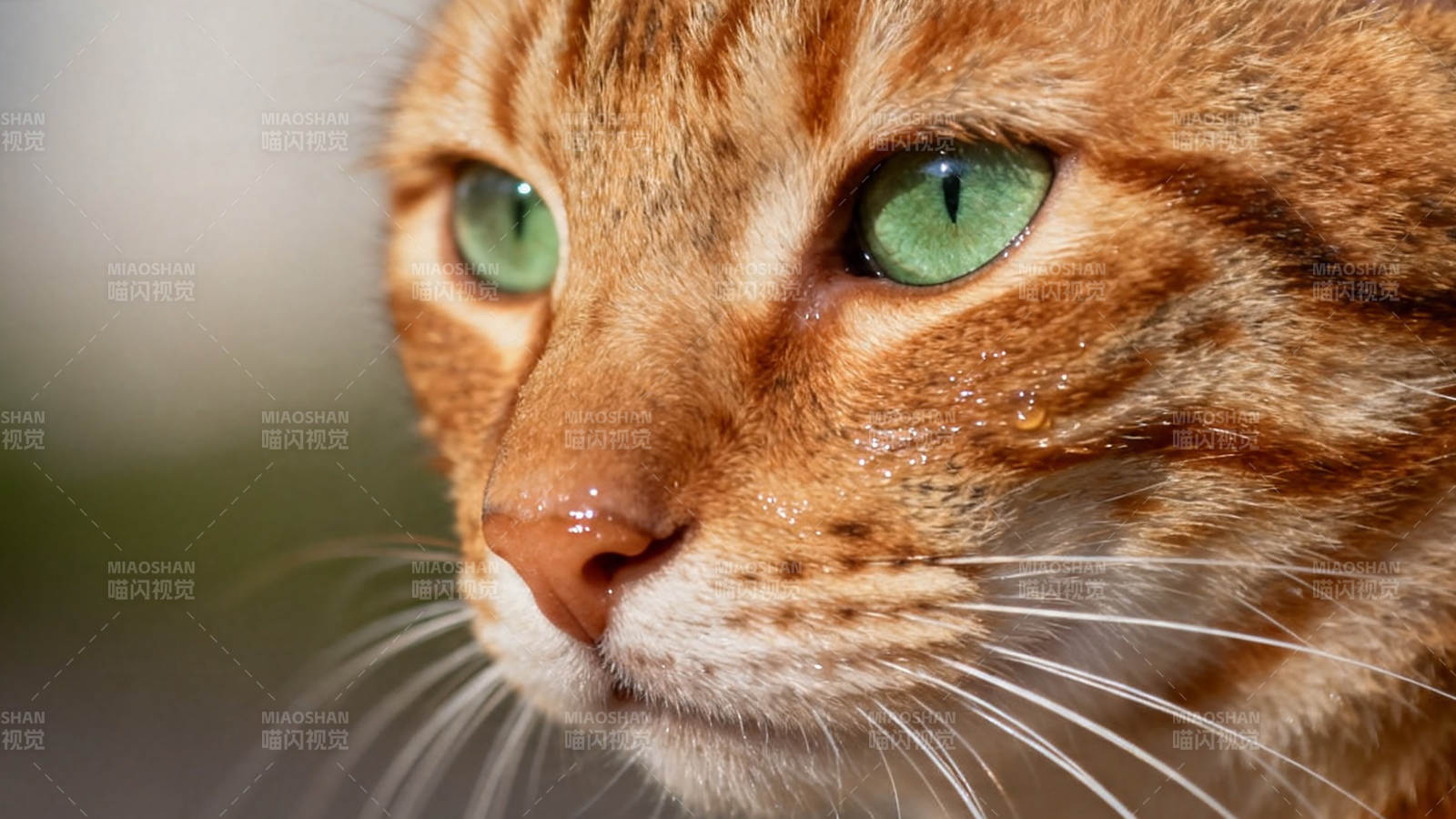 绿眸橘猫 凝视远方图片