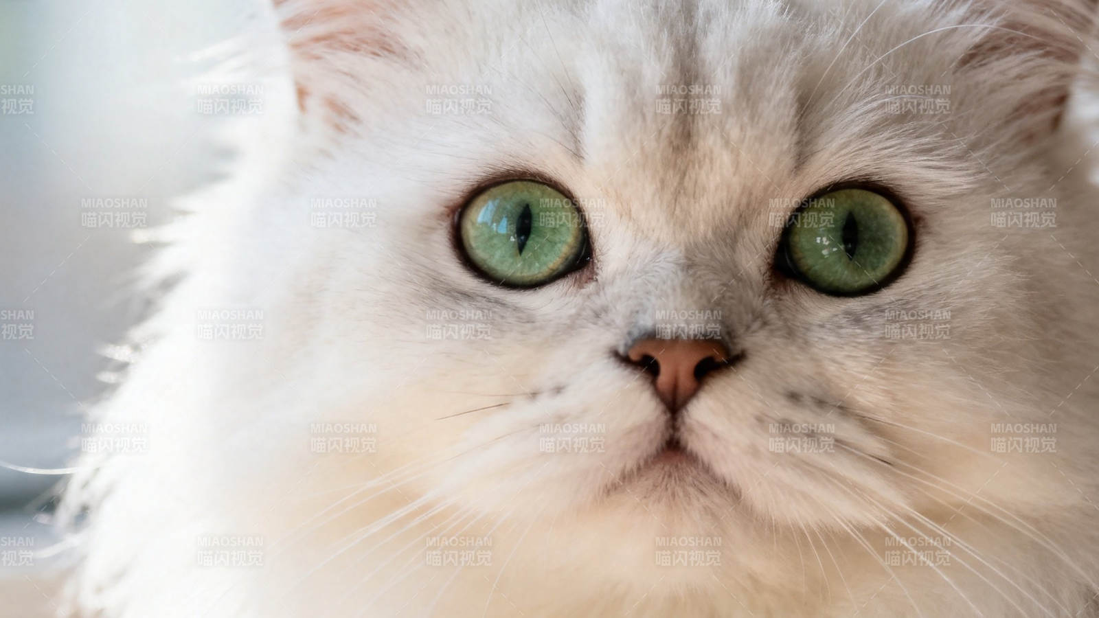 绿眸白猫 萌态满分图片