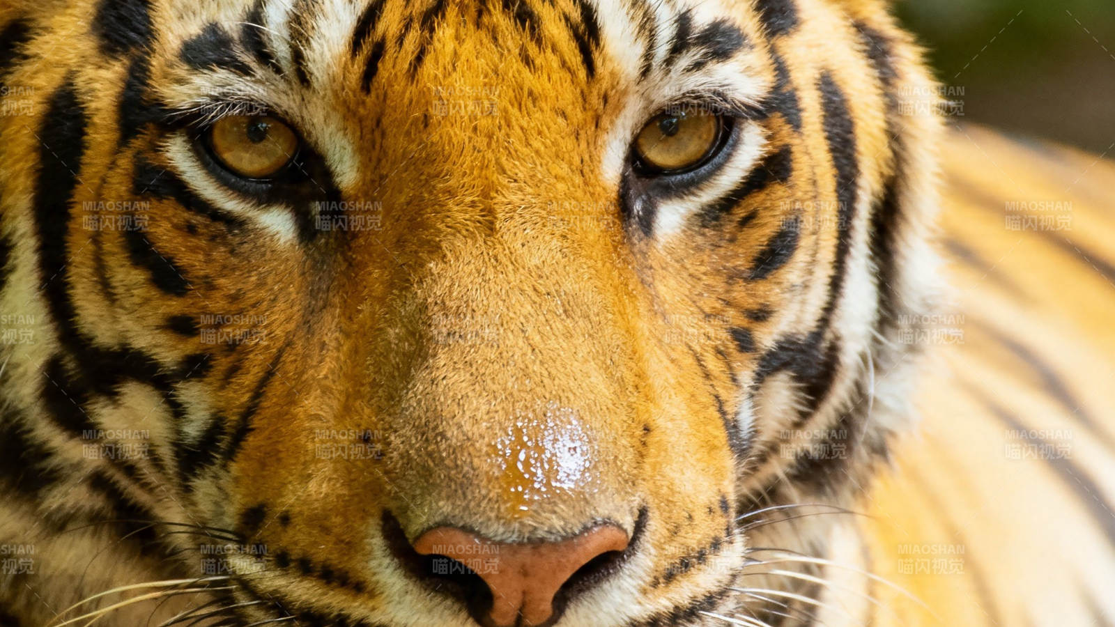 虎目凝视 威严摄人心魄图片