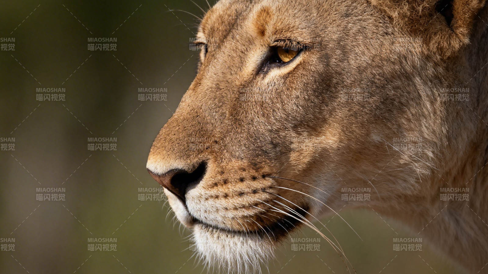 狮侧颜 威严静谧图片