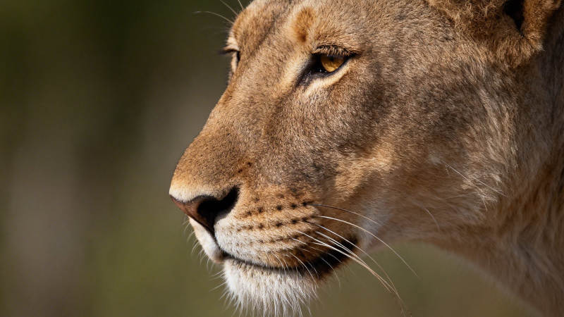 狮侧颜 威严静谧图片