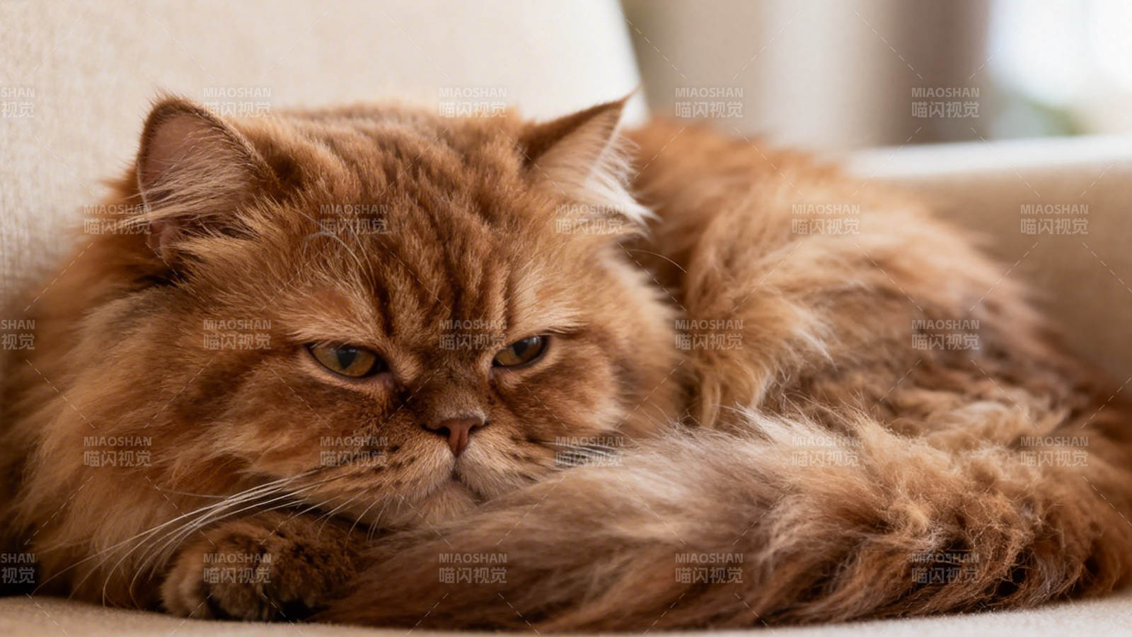 慵懒橘猫卧沙发图片