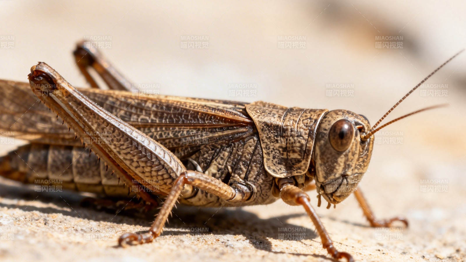 蝗虫特写 沙地上的棕色昆虫图片
