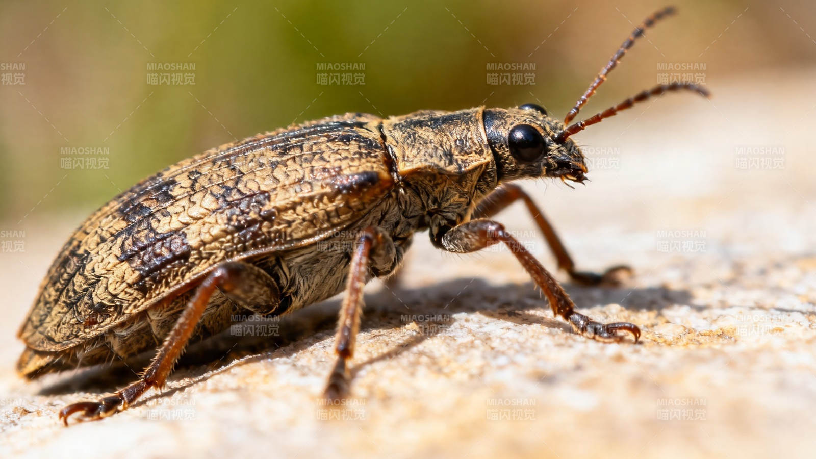甲虫特写 纹理清晰 自然生动图片
