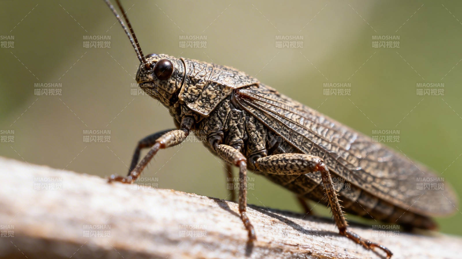 蝗虫栖枝 纹理清晰可见图片