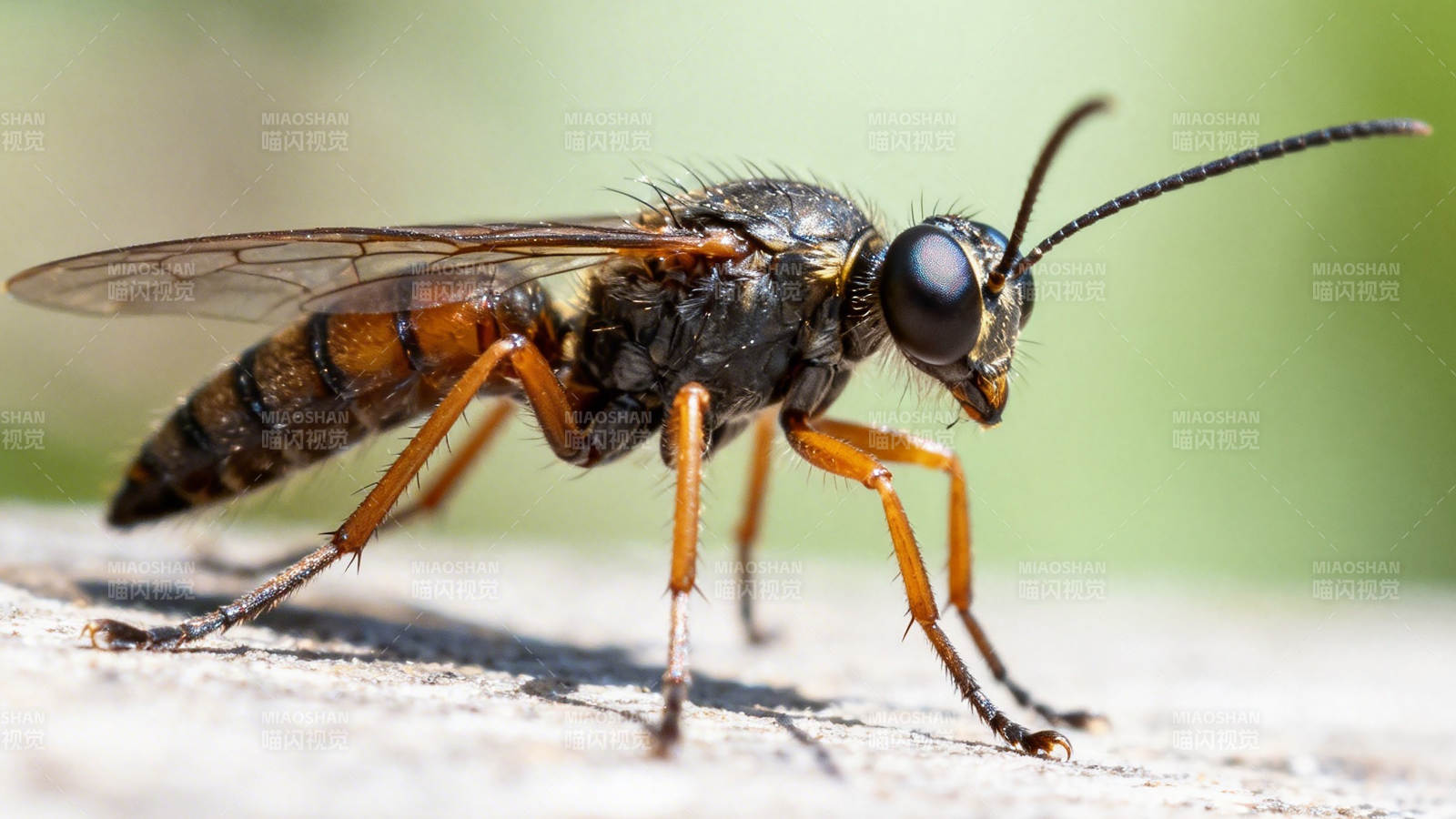 橙足蜂停木上特写图片