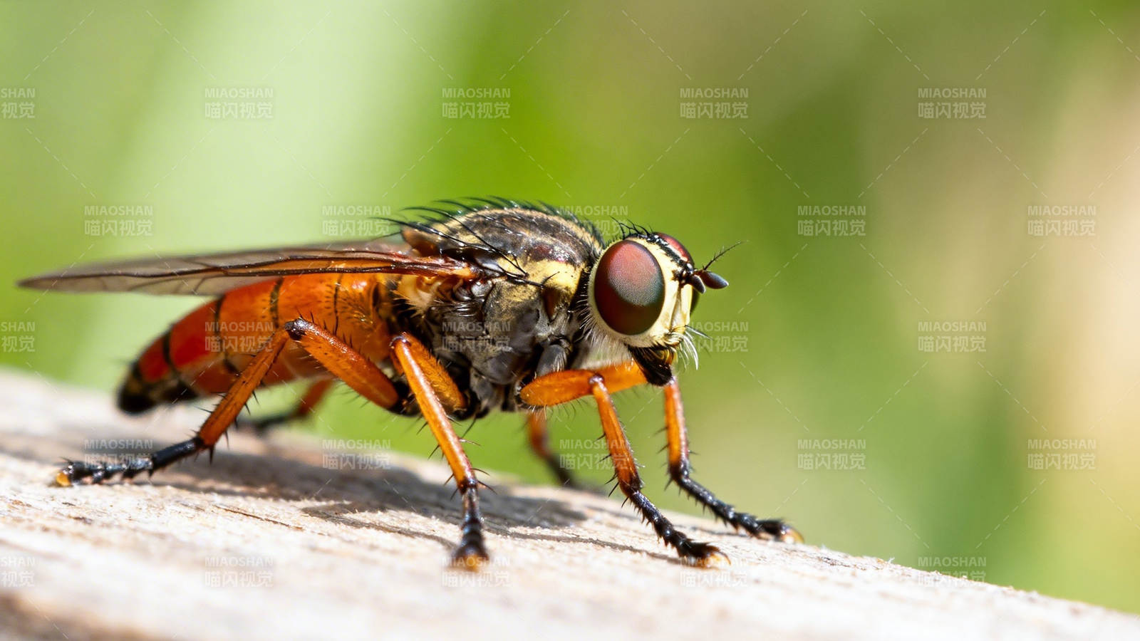 橙腹蝇停木上 红眼特写图片