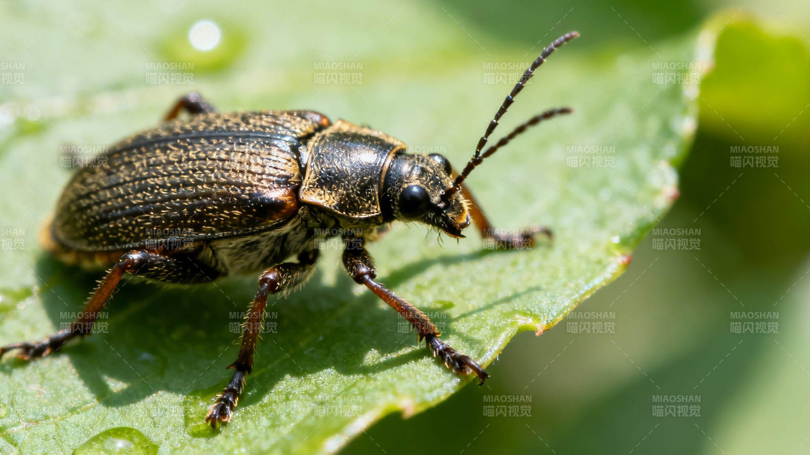 叶上甲虫特写图片