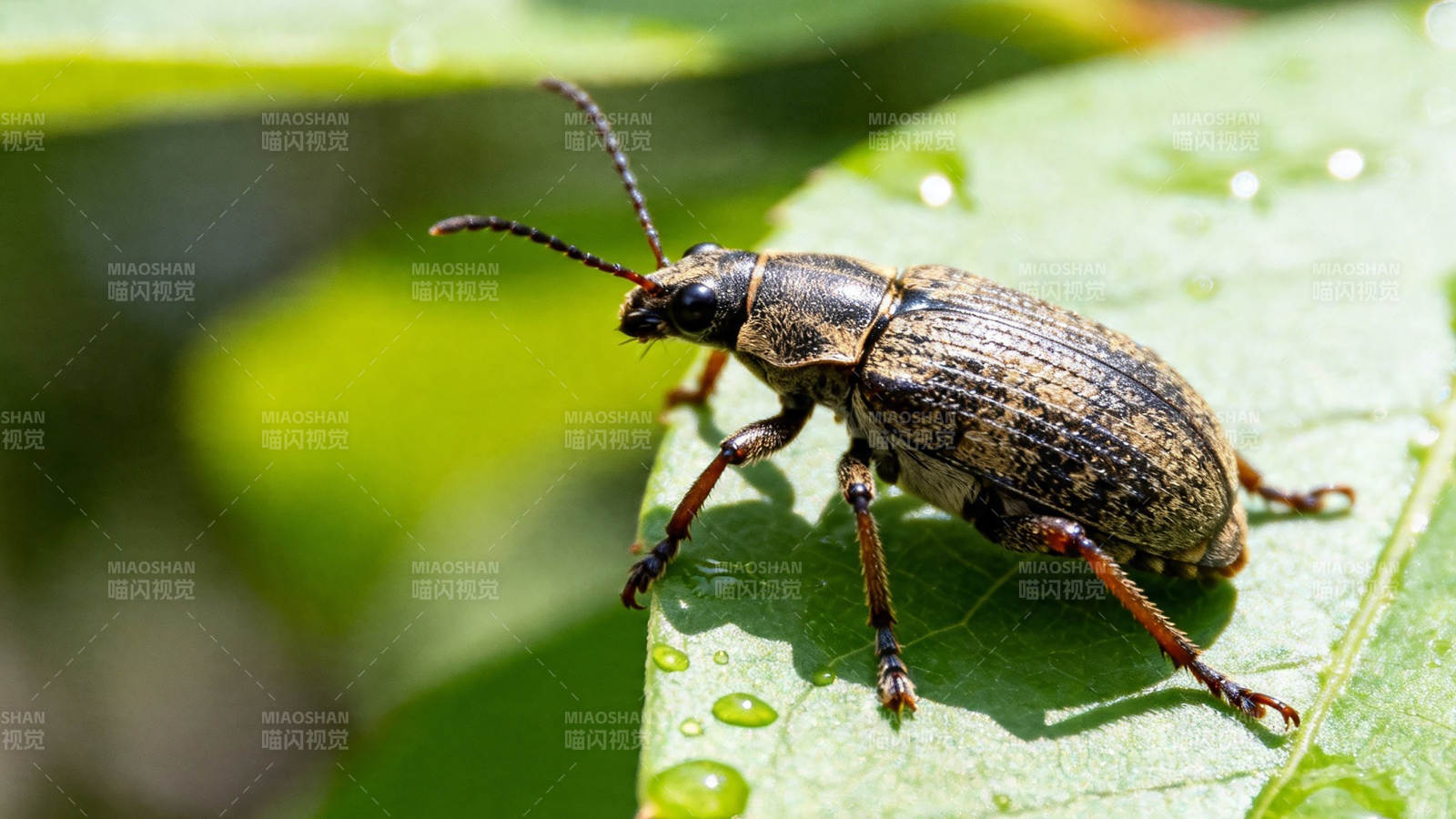 叶上甲虫 露珠相伴图片