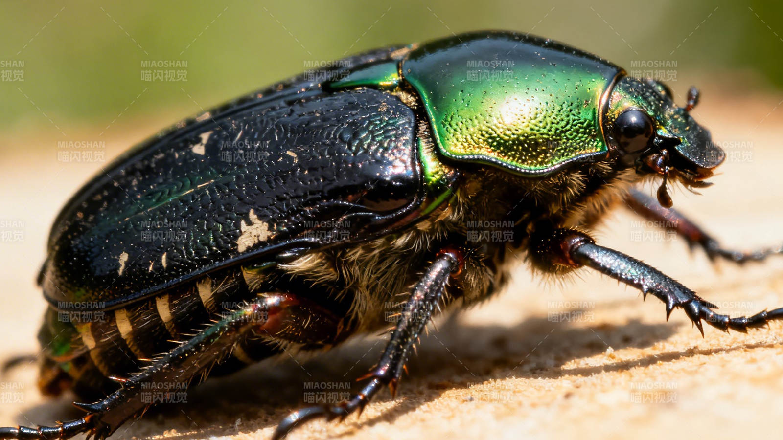 绿金甲虫特写图片
