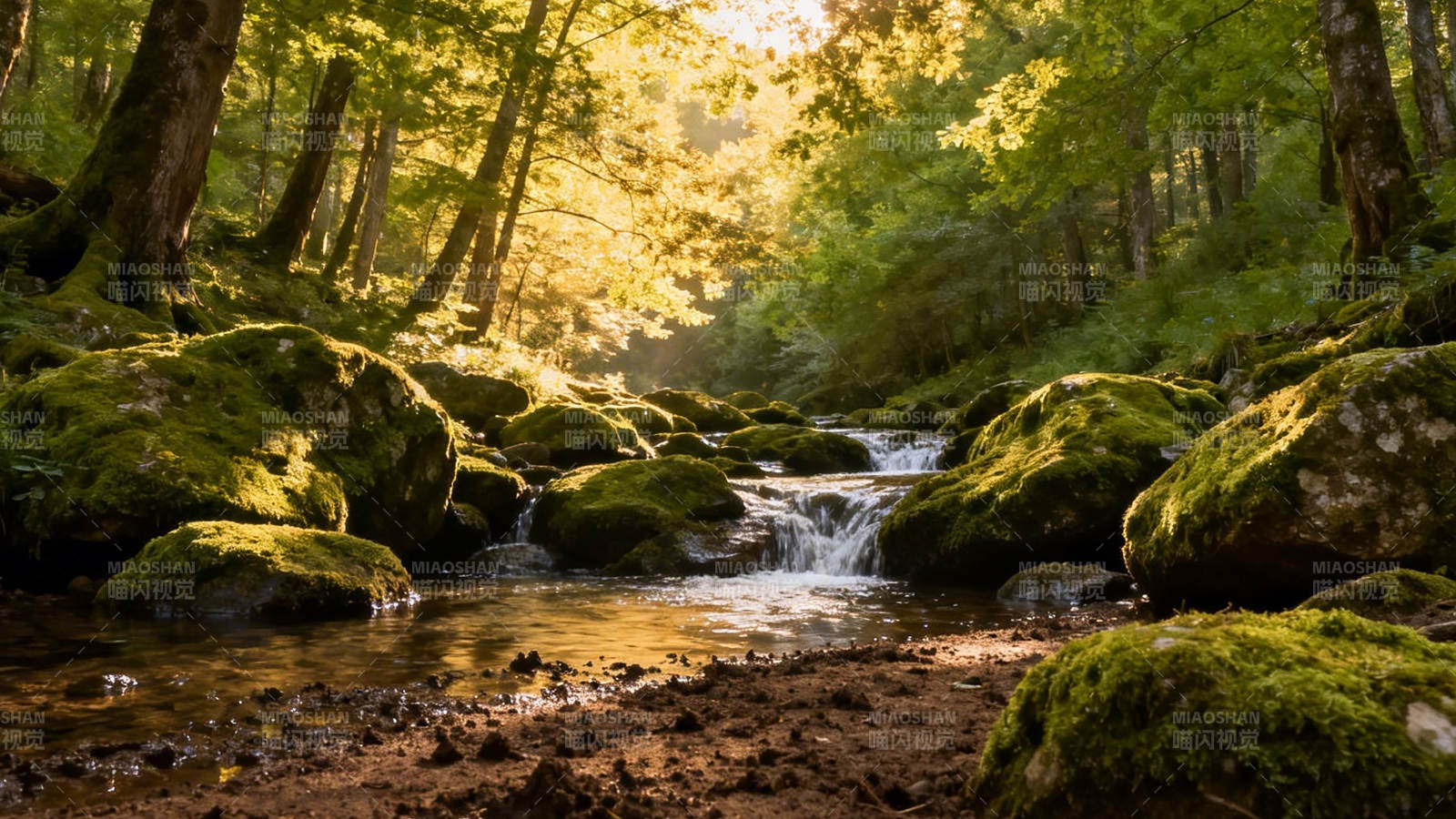 林间溪语 苔石映金辉图片
